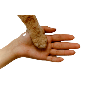 A Close Up Of A Human Hand And A Cat'S Paw Together On A Soft Surface. 14555 - Cat PNG image with transparent background